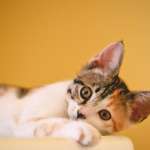 An image of T-shirt #34