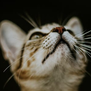 An image of Calendar #35